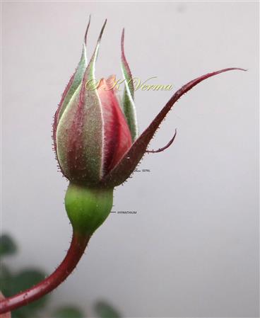  Floral bud with calyx